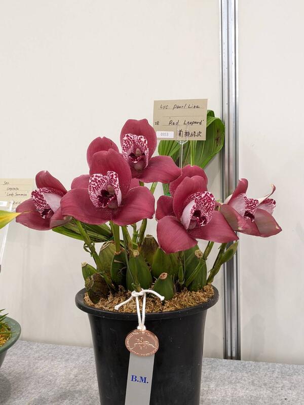 Lycaste Pearl Line 'Red Leopard'